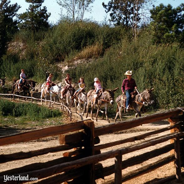 Rainbow Ridge Pack Mules