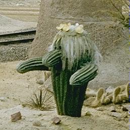 Photo of cacti