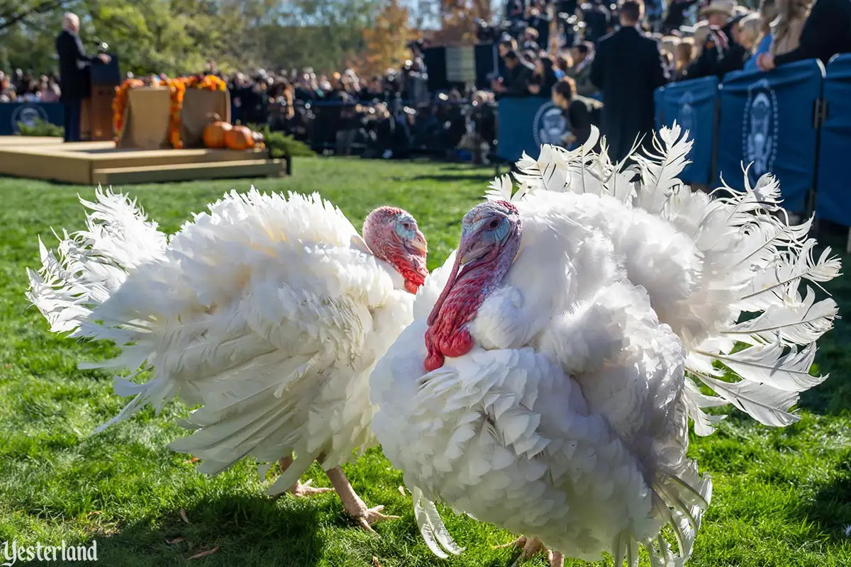 Presidential pardon of Thanksgiving turkey