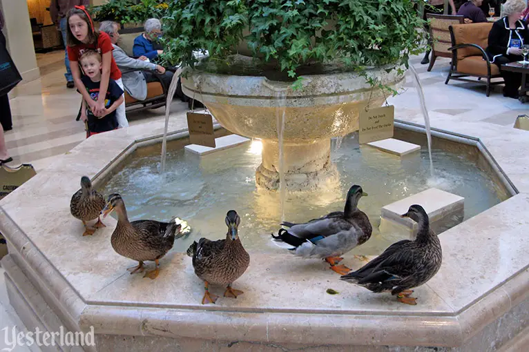 The Peabody Ducks of Orlando