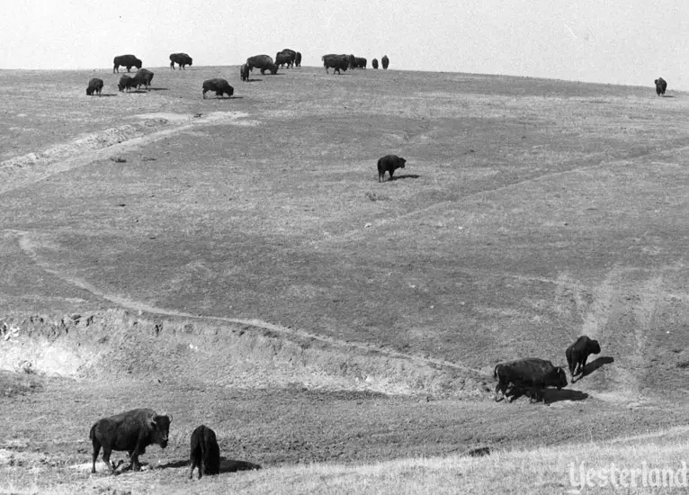 Newport Harbor Buffalo Ranch, photo by Robert Geivet, 1955, courtesy of the Old Orange County Courthouse Museum / Orange County Archives